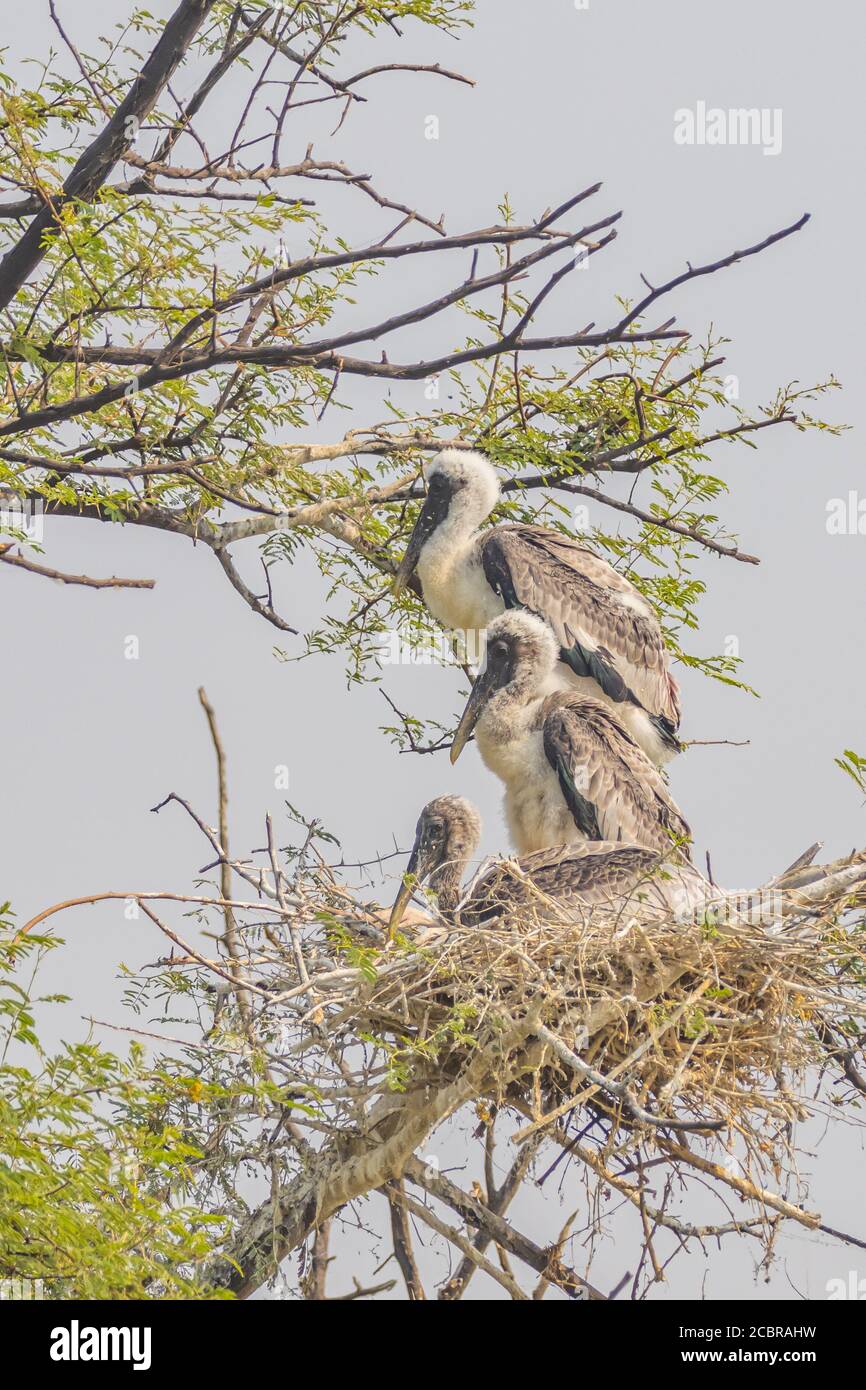 Juvéniles de cigognes peintes aussi connus sous le nom de mycteria leucocephala debout Et de s'installer dans leur nid au sanctuaire d'oiseaux de Bharatpur à Inde du Rajasthan Banque D'Images