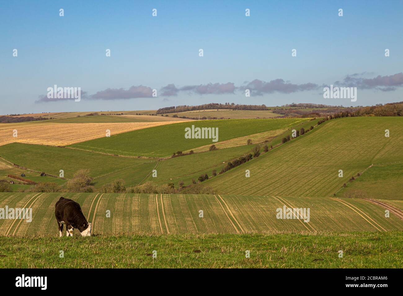 Une vache qui broutage dans les South Downs, lors d'une journée hivernale ensoleillée Banque D'Images