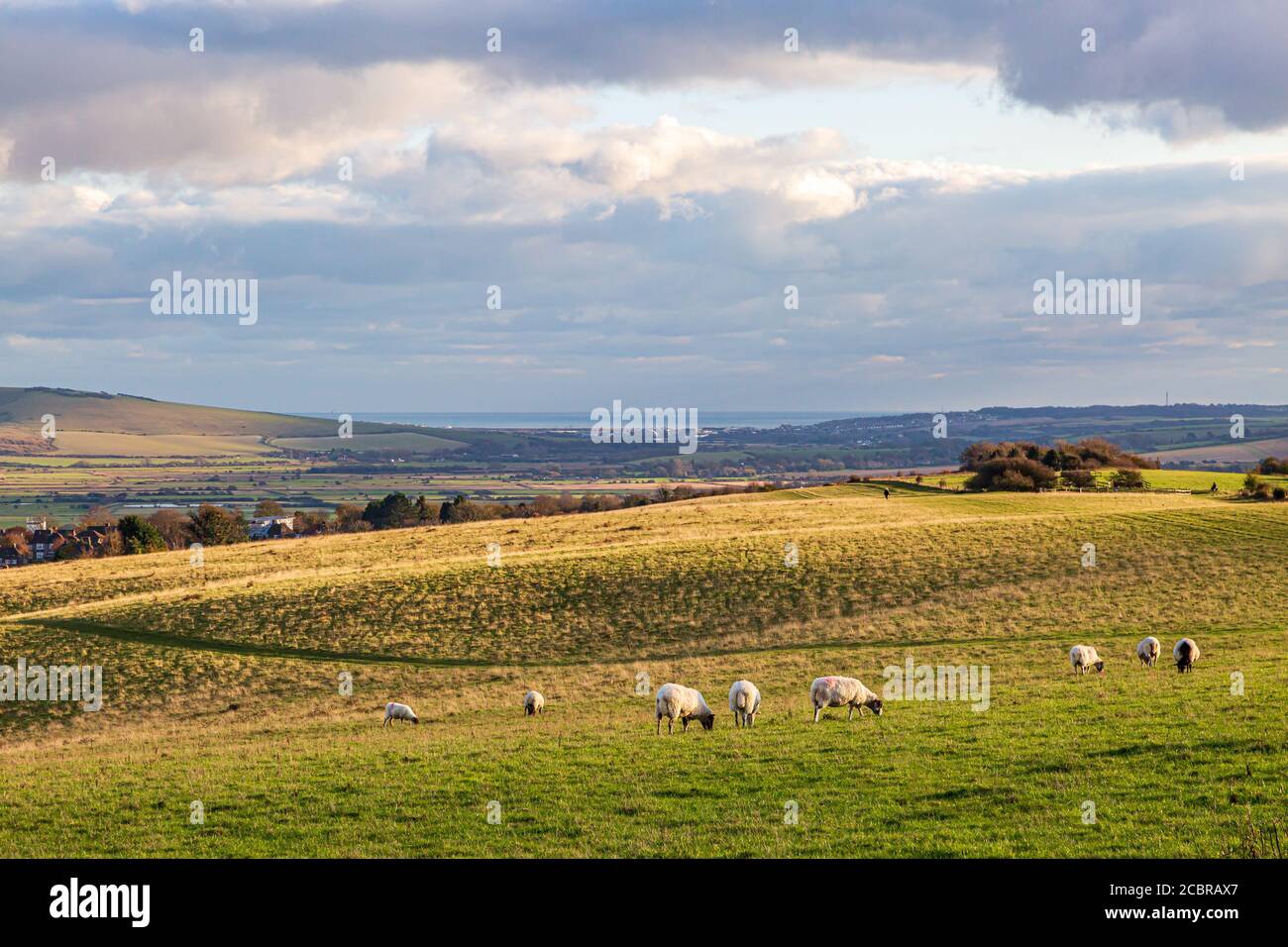 Moutons pageant dans les South Downs à Sussex, avec la côte à Newhaven visible au loin Banque D'Images