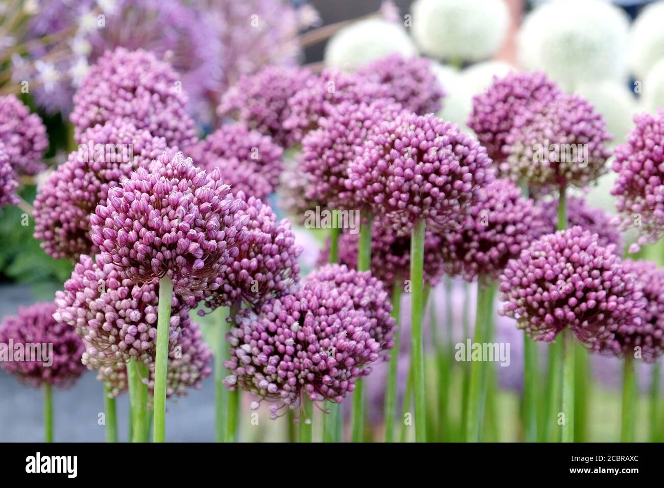 Allium amppelloprasum en fleur au début de l'été Banque D'Images