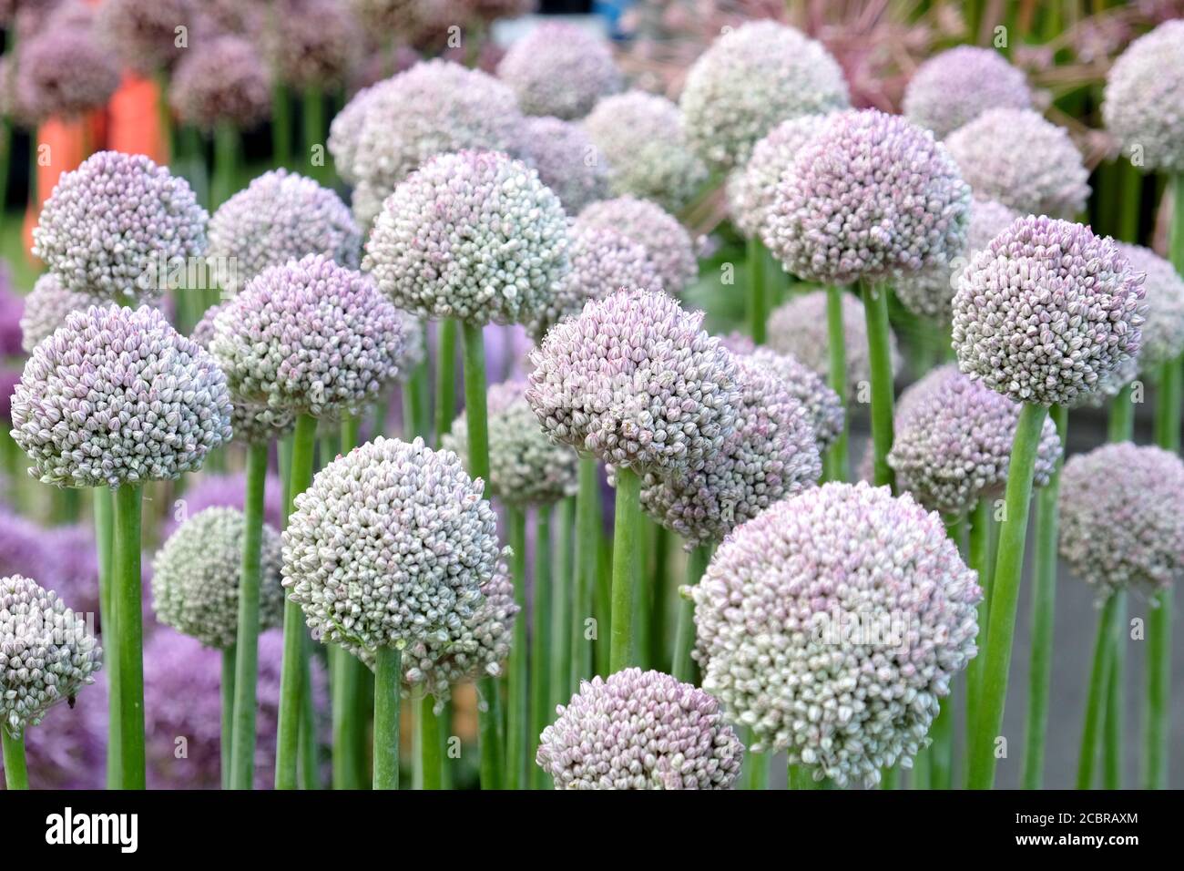 Allium amppelloprasum 'poireau sauvage' en fleur Banque D'Images