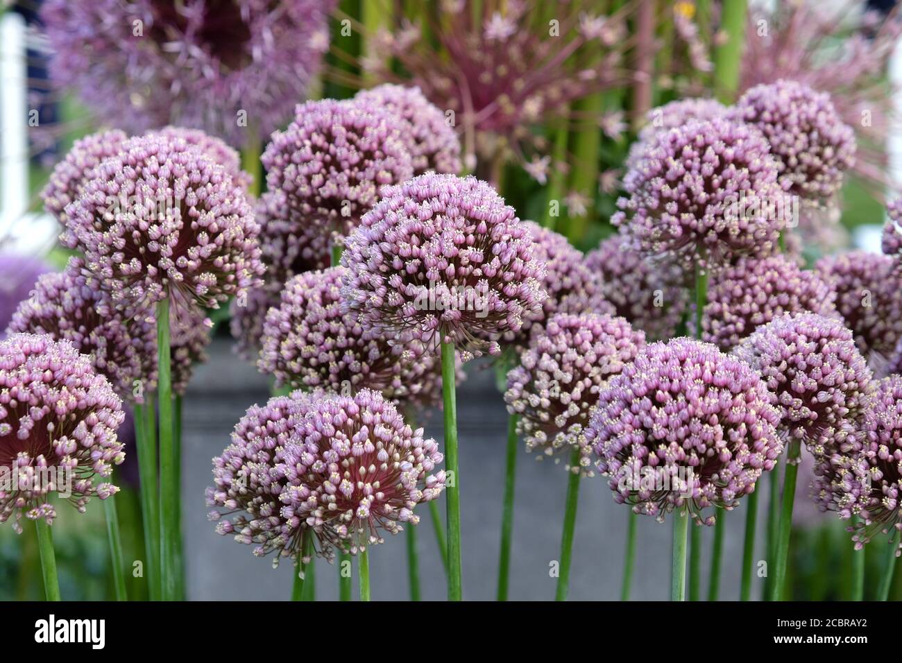 Allium amppelloprasum en fleur au début de l'été Banque D'Images