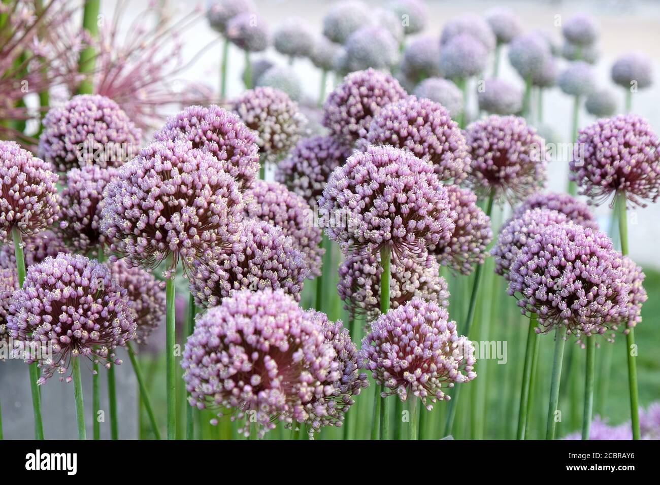 Allium amppelloprasum en fleur au début de l'été Banque D'Images