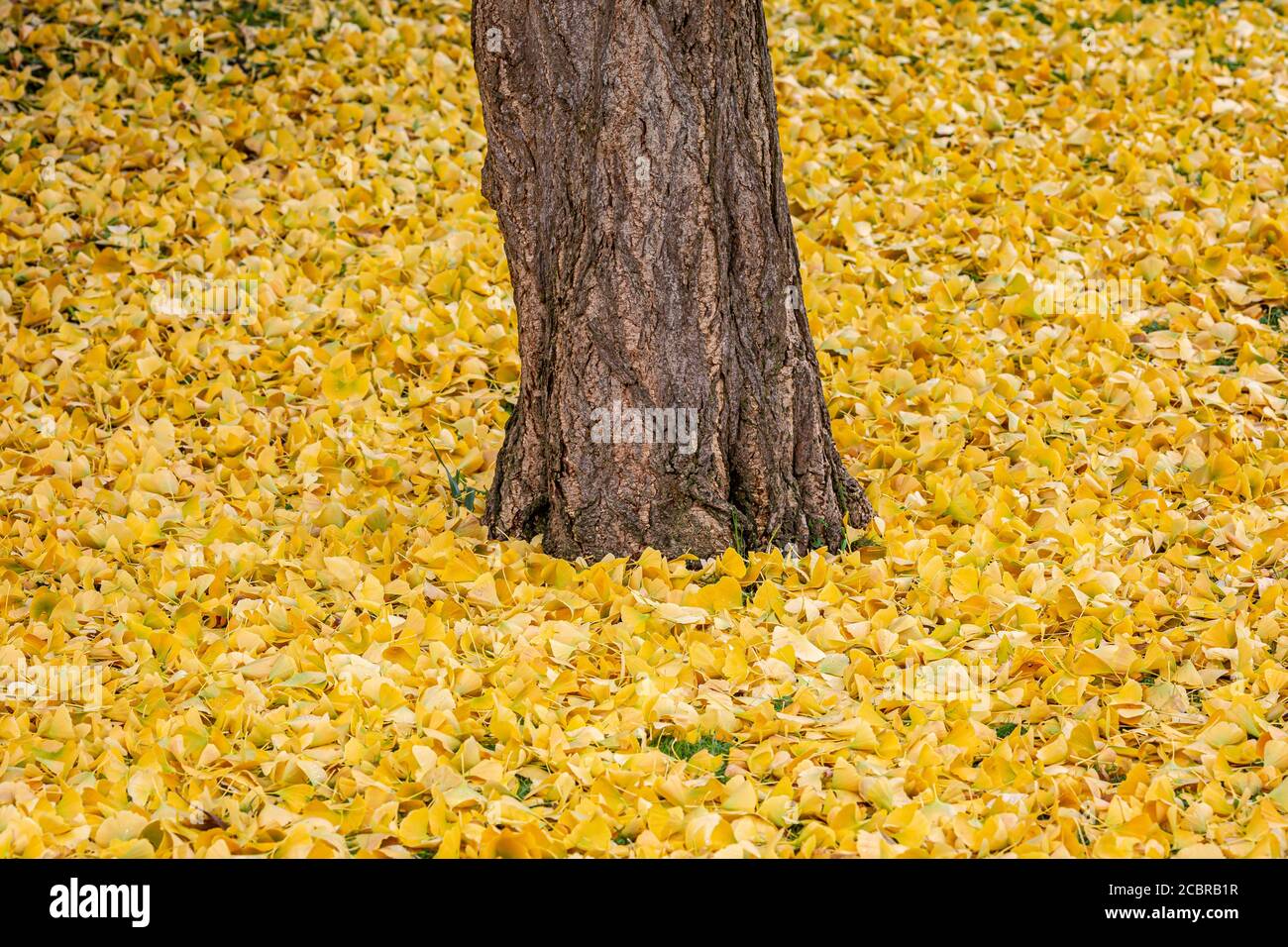 Le Ginkgo laisse sur le sol en automne, entourant un tronc d'arbre Banque D'Images