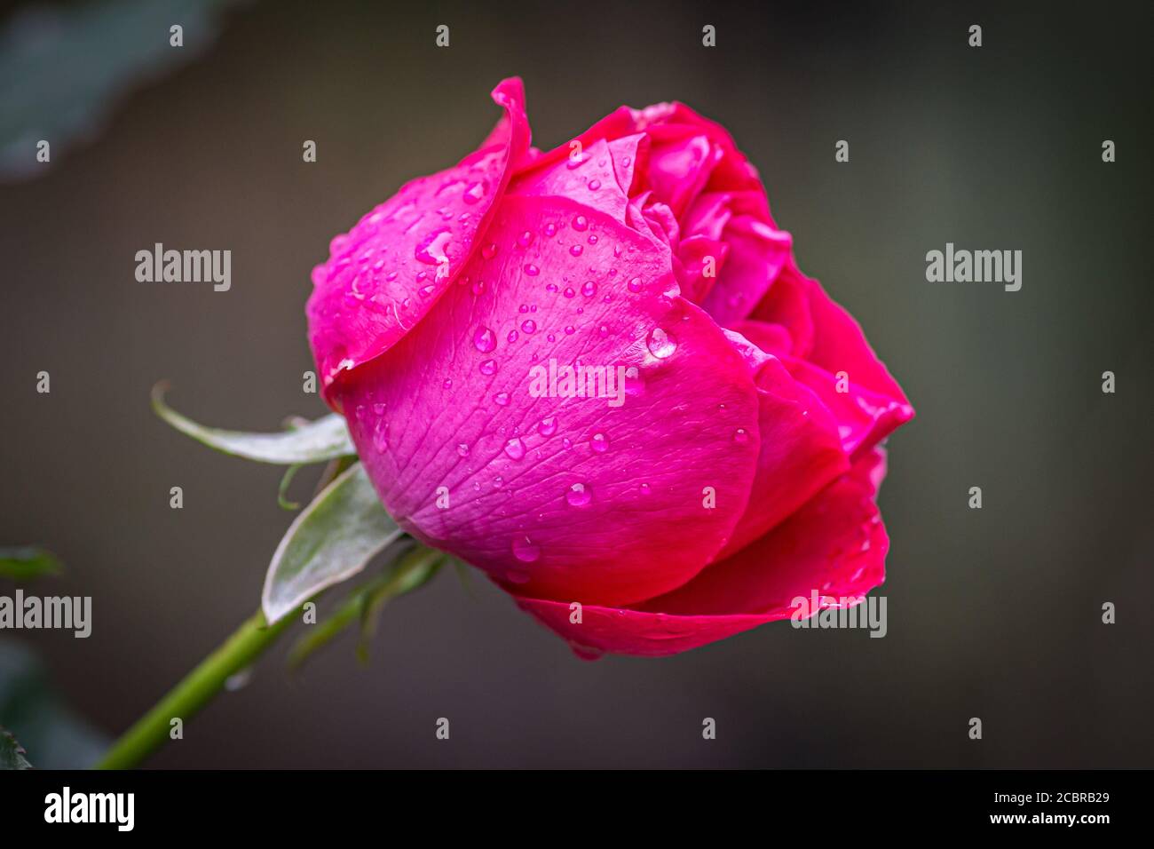 Une rose profonde après la pluie, avec une faible profondeur de champ Banque D'Images