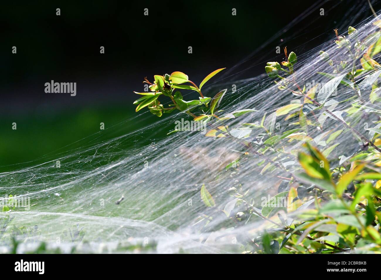Bristol, Royaume-Uni. 31 juillet 2020. 31/7/20.UN web araignées vu sur une couverture au Royaume-Uni. Crédit photo : Robert Timoney/Alay Live News Banque D'Images