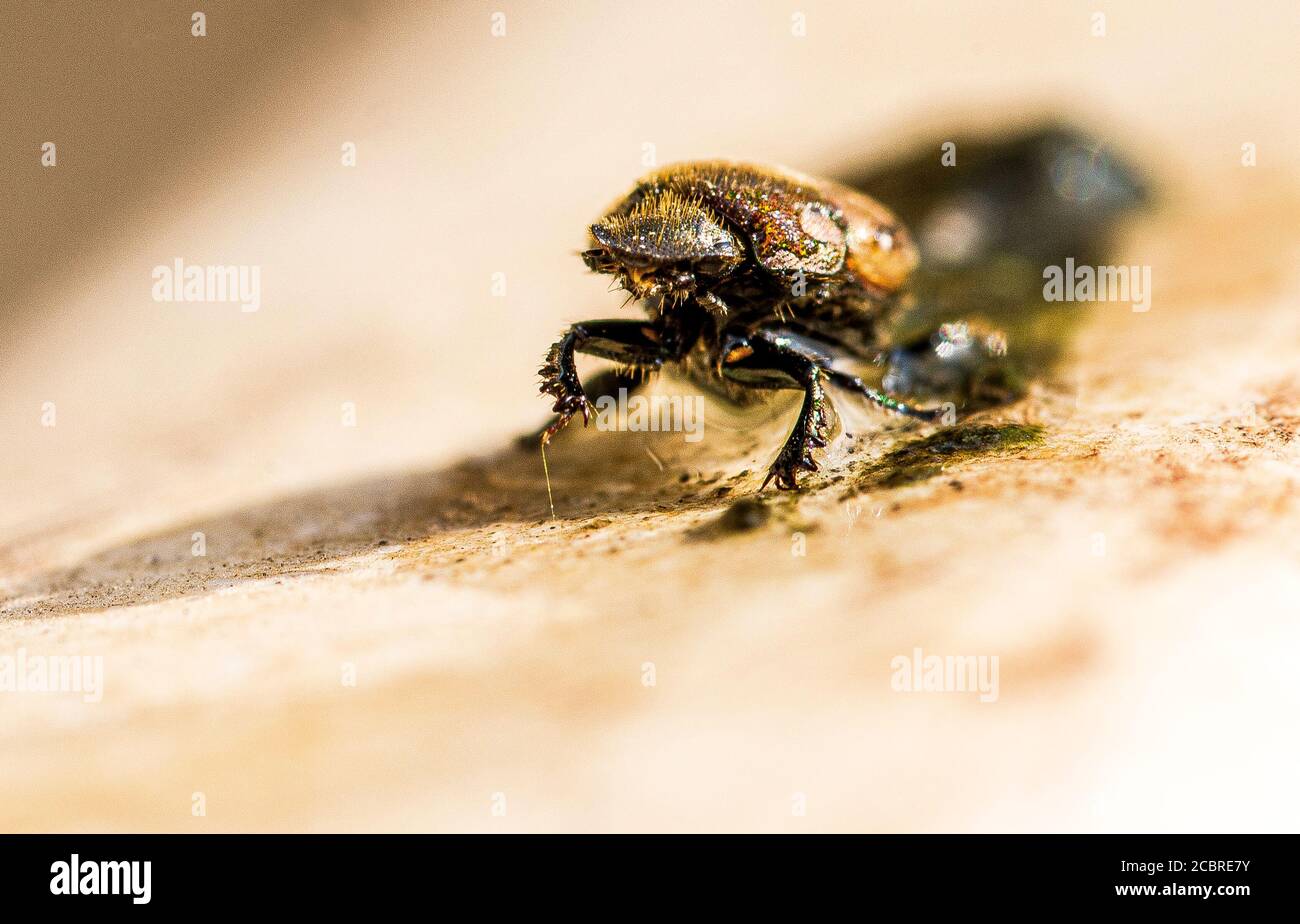 Un coléoptère d'eau, allant à la terre sèche Banque D'Images