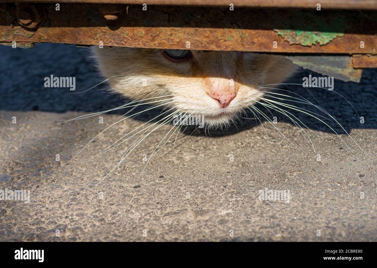 Une image de la vie de chaton Banque D'Images