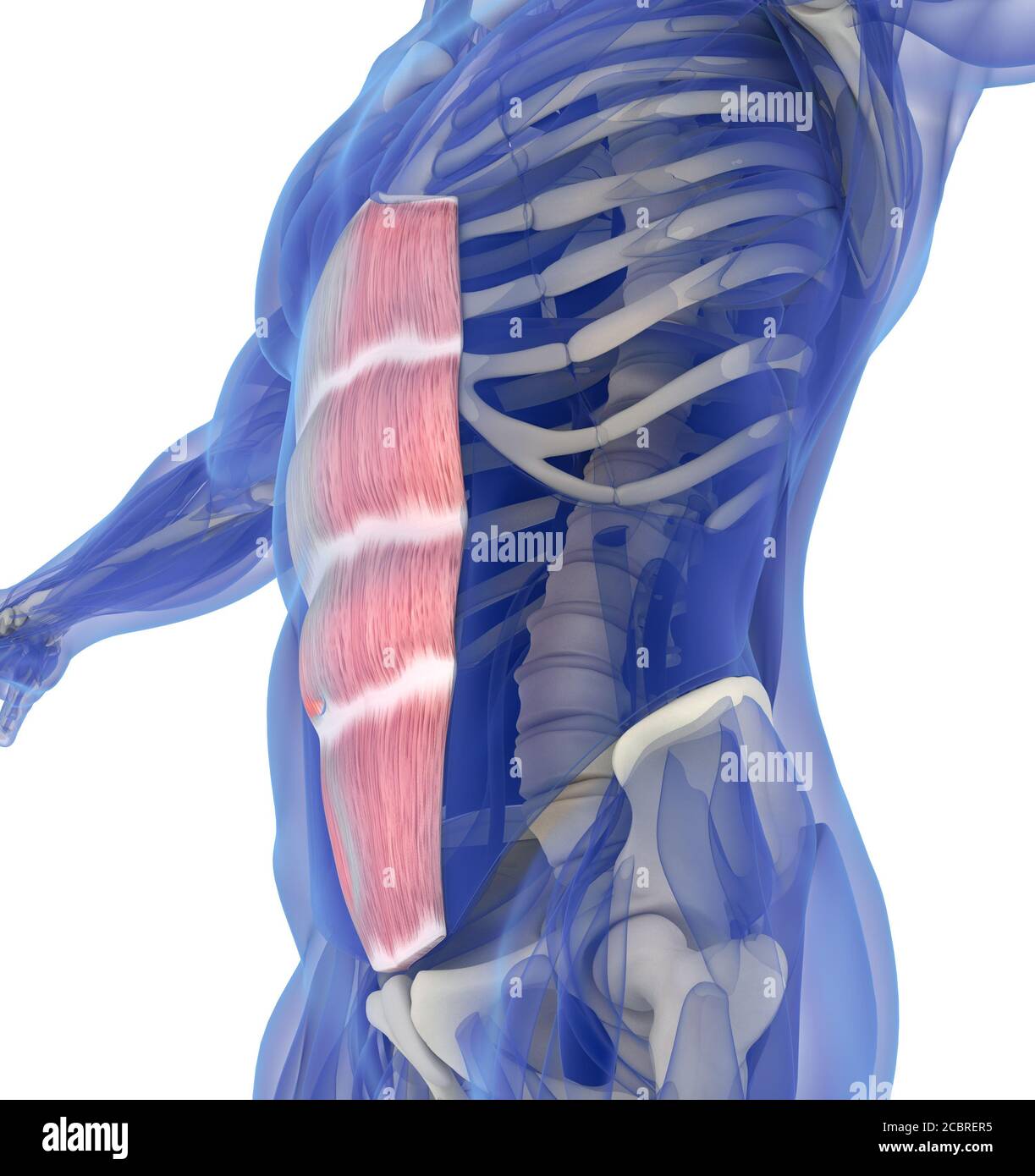 Illustration de l'anatomie musculaire du système musculaire abdominal. Illustration 3D Banque D'Images