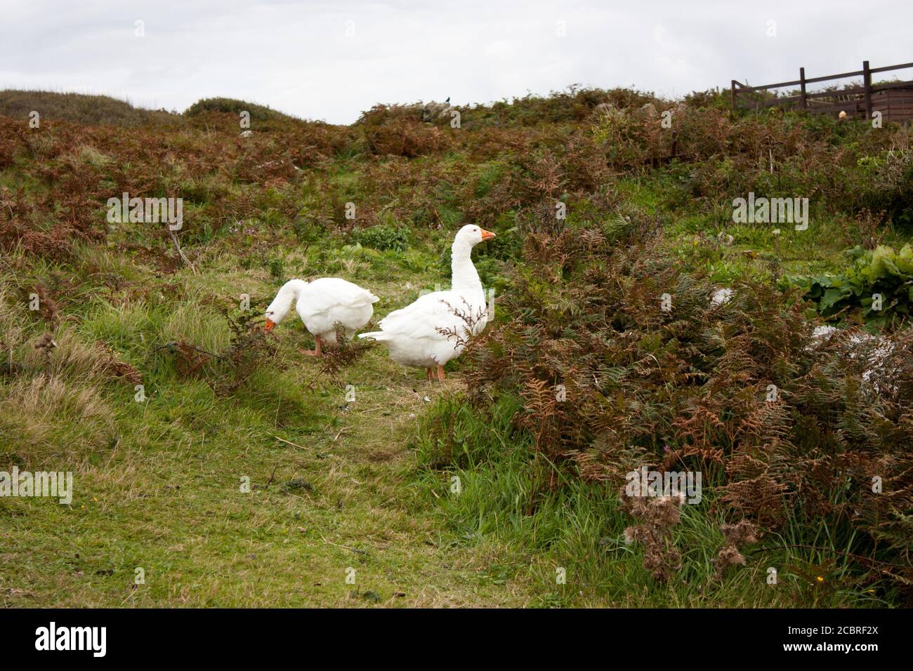 Oiseaux à Greeb Farm, Land's End, Cornwall Banque D'Images