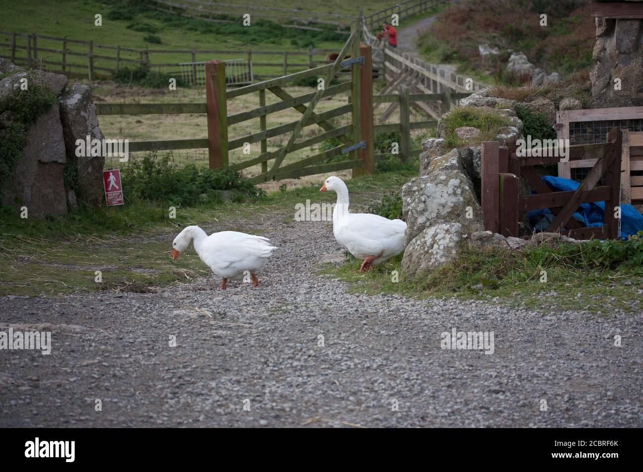 Couple d'oies dans la ferme de Greeb, à la fin de la terre Banque D'Images
