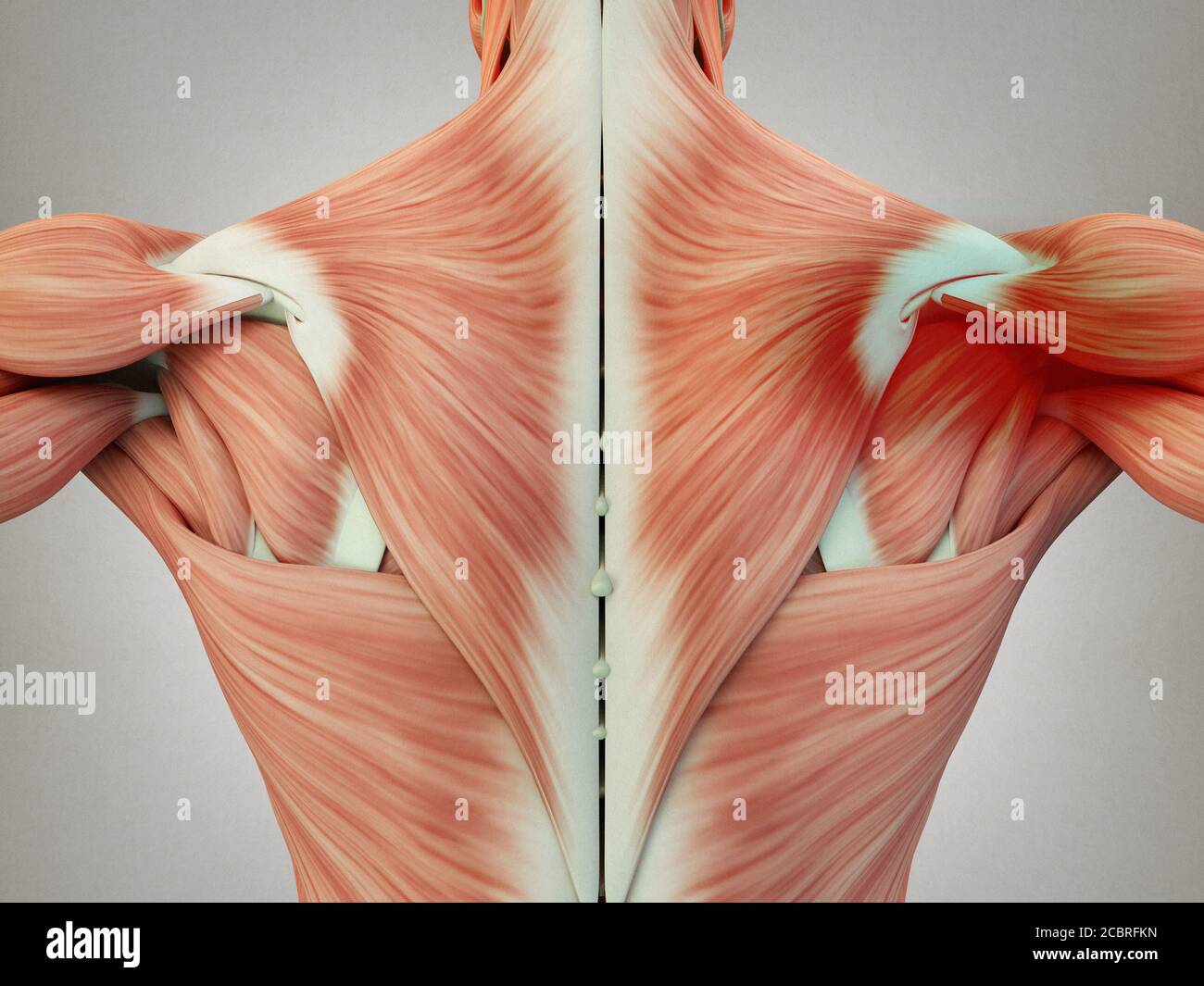 Anatomie humaine muscles du dos du torse, douleur zone de l'épaule gauche.  Illustration 3D Photo Stock - Alamy