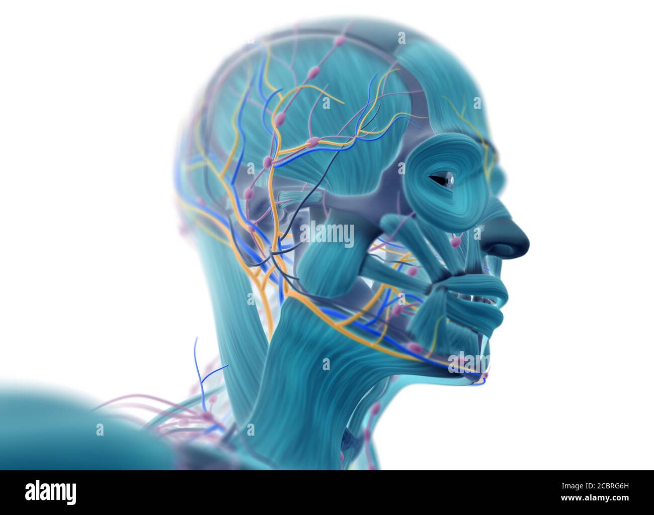 Illustration de l'anatomie humaine des systèmes musculaire, vasculaire et lymphatique. Banque D'Images