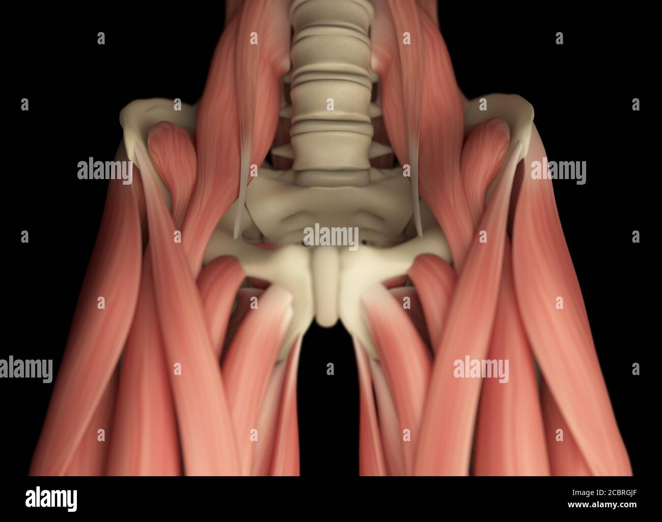 illustration-de-l-anatomie-du-muscle-du-corps-humain-bassin-photo