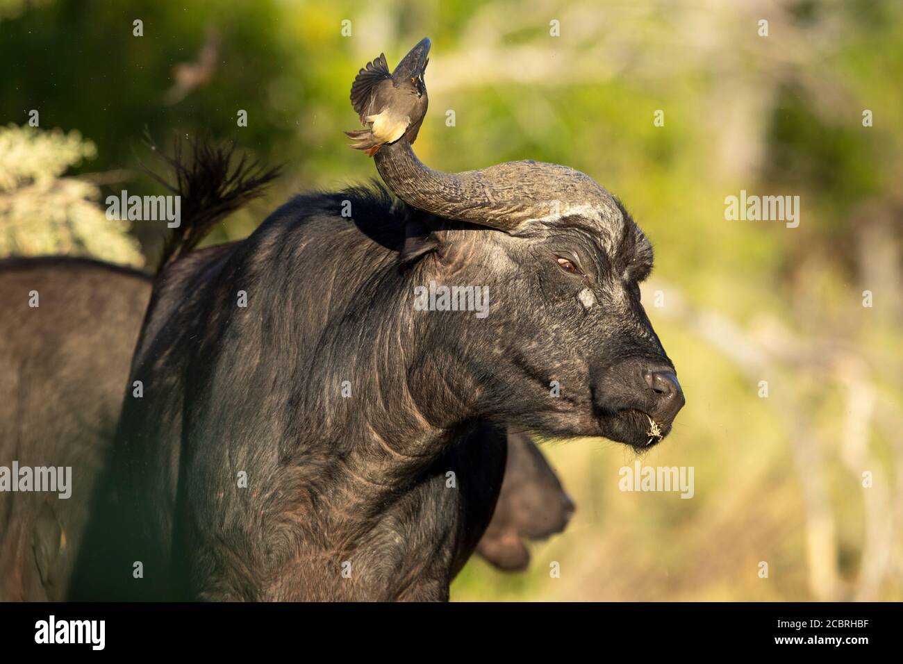 Manger du buffle d'herbe frappe un pic de boeuf volant avec ses Klaxon à droite dans Kruger Park Afrique du Sud Banque D'Images