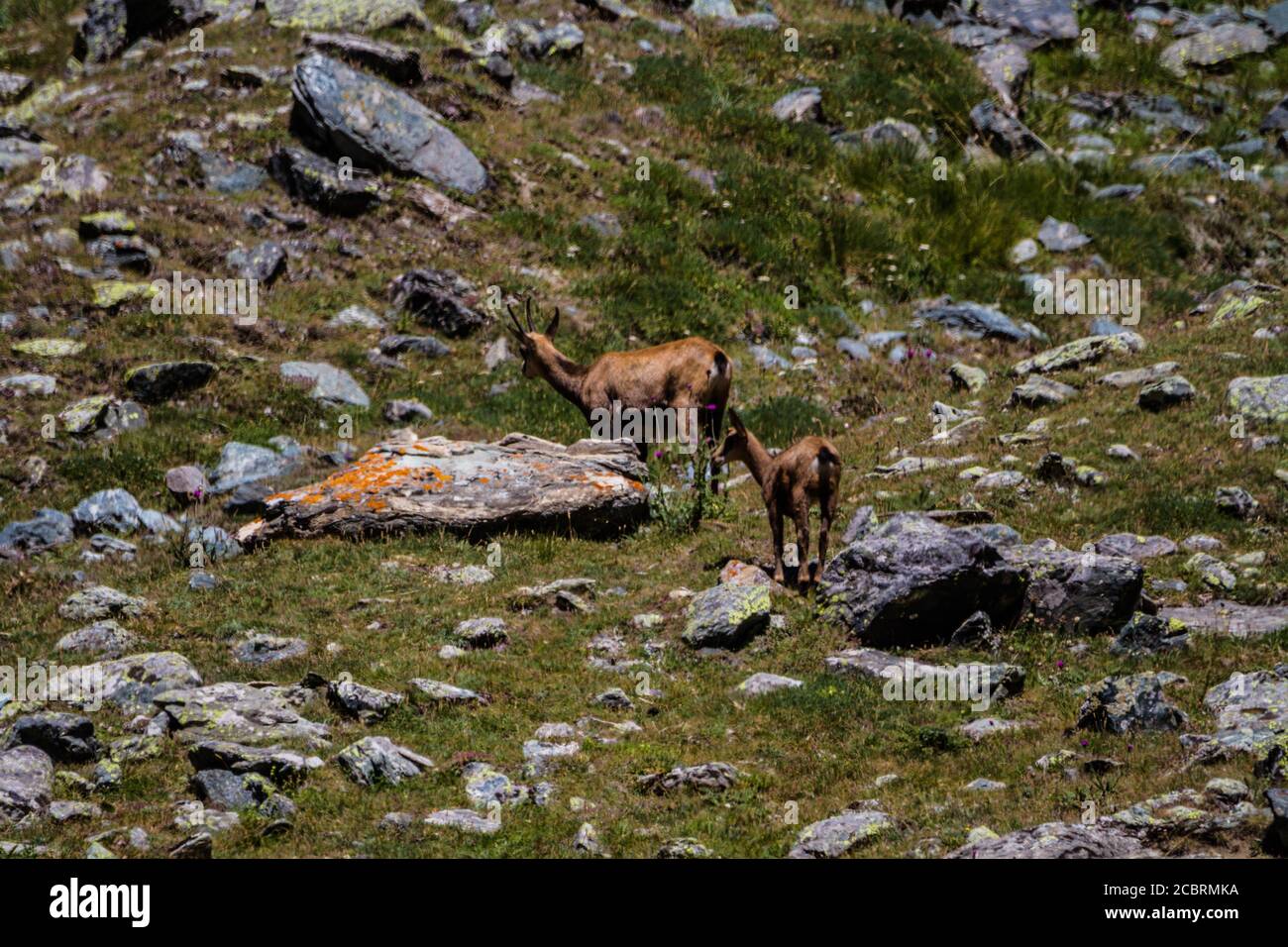 Baby Chamois Banque D Image Et Photos Alamy