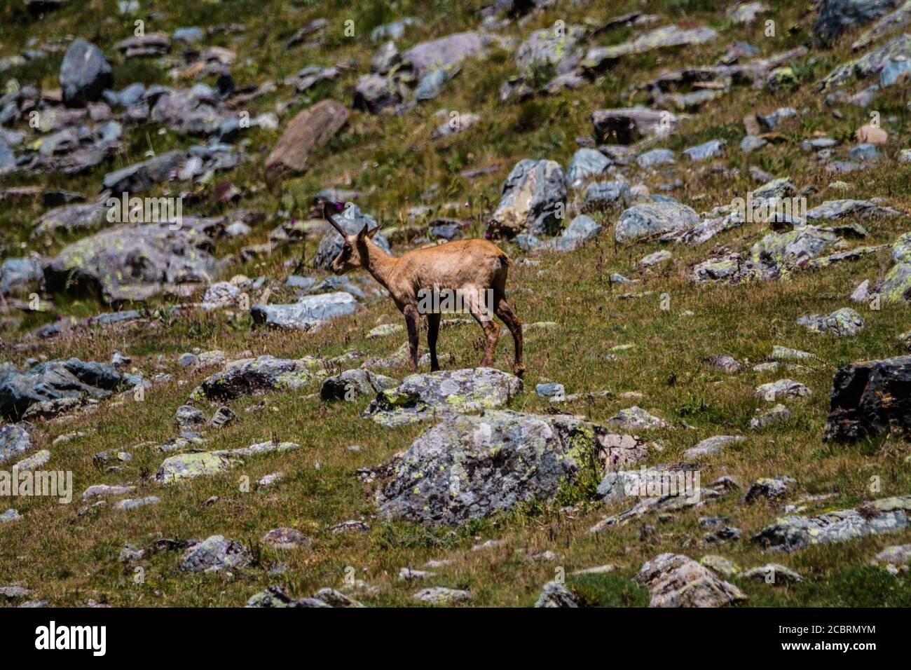 Chamois debout sur un rocher Banque D'Images
