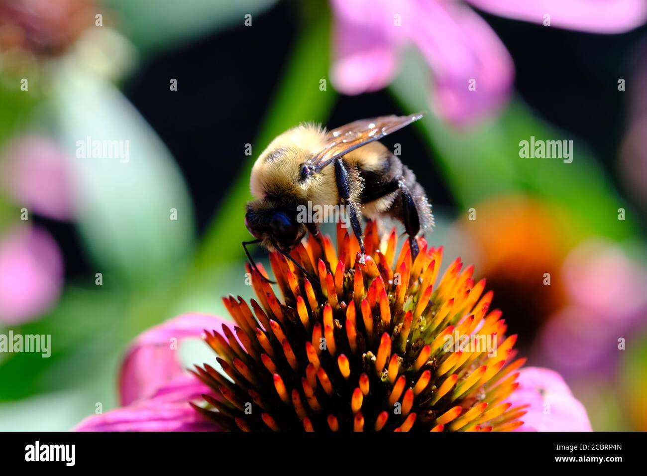 L'abeille Bumble (Bombus impatiens) aime une partie de cette confleur pourpre (Echinacea purpurea) dans un jardin de Glebe, Ottawa (Ontario), Canada. Banque D'Images