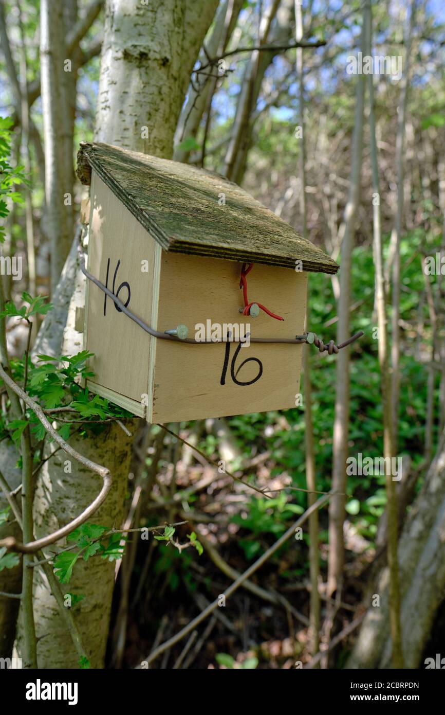 Une boîte de nid et un abri conçus pour la dorsouris commune (Muscardinus avellanarius) dans un hazel copiqué (Corylus avellana) Bois géré au Royaume-Uni Banque D'Images