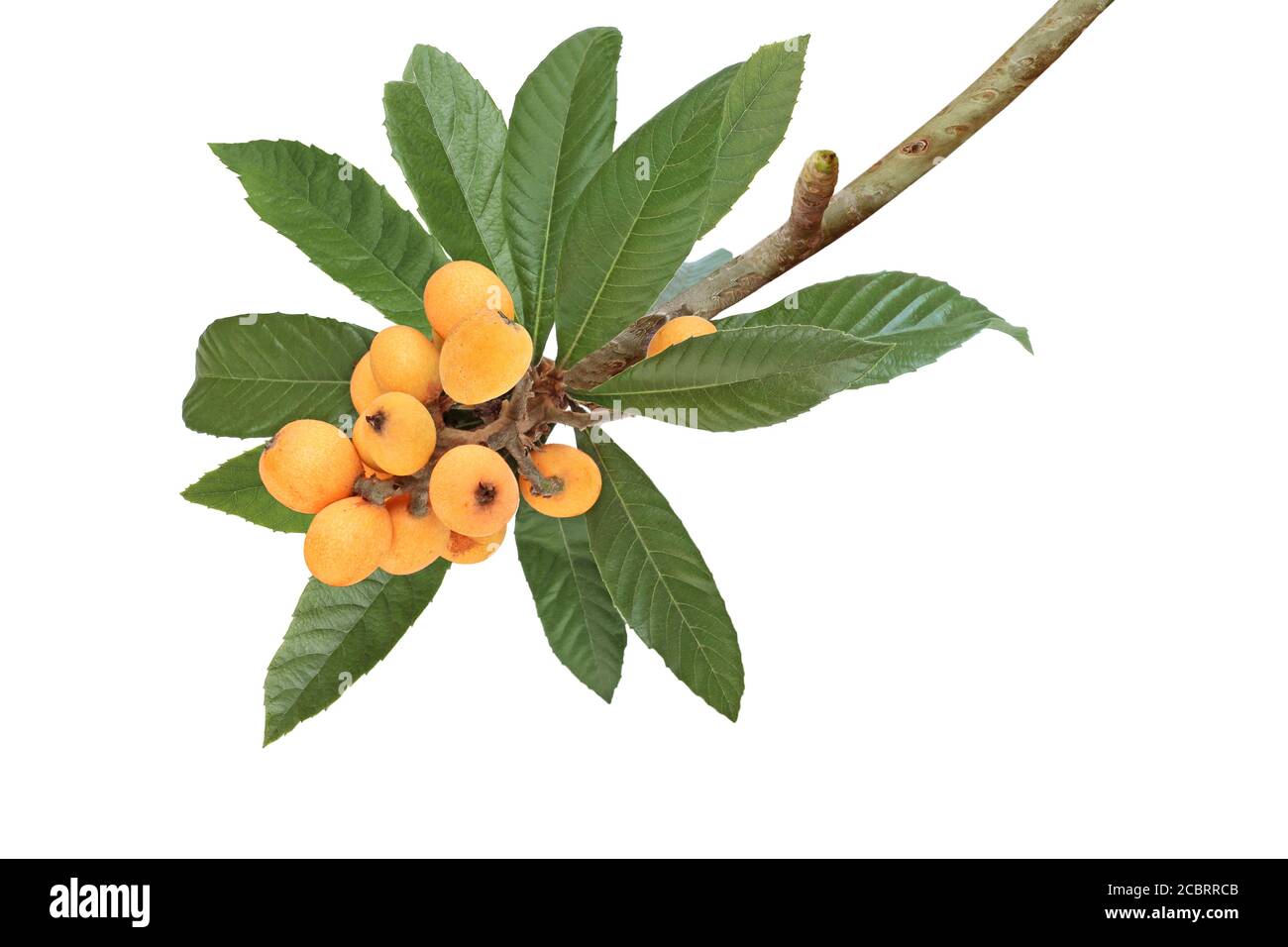 Branche de loquat isolée sur fond blanc Banque D'Images