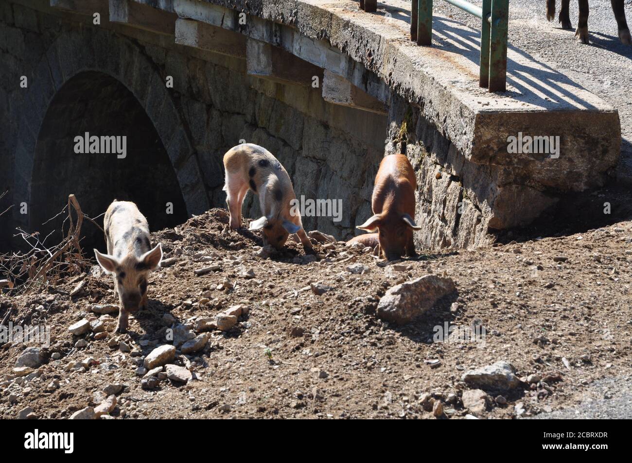 Les cochons sont en liberté sur une route de montagne dans le sud de la Corse Banque D'Images