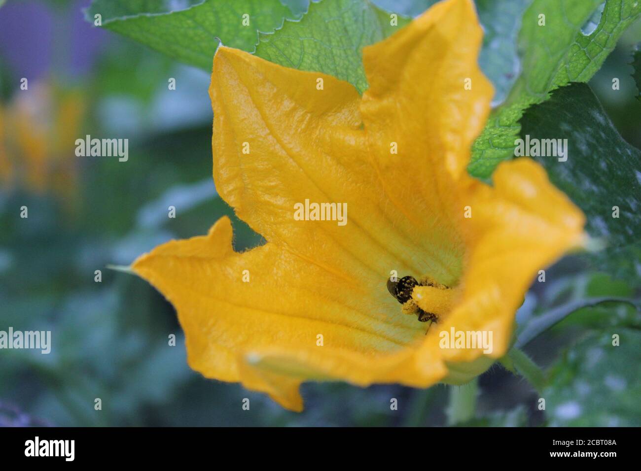 Fleur de courge jaune luxuriante qui pousse dans le jardin d'été urbain de l'arrière-cour. Banque D'Images