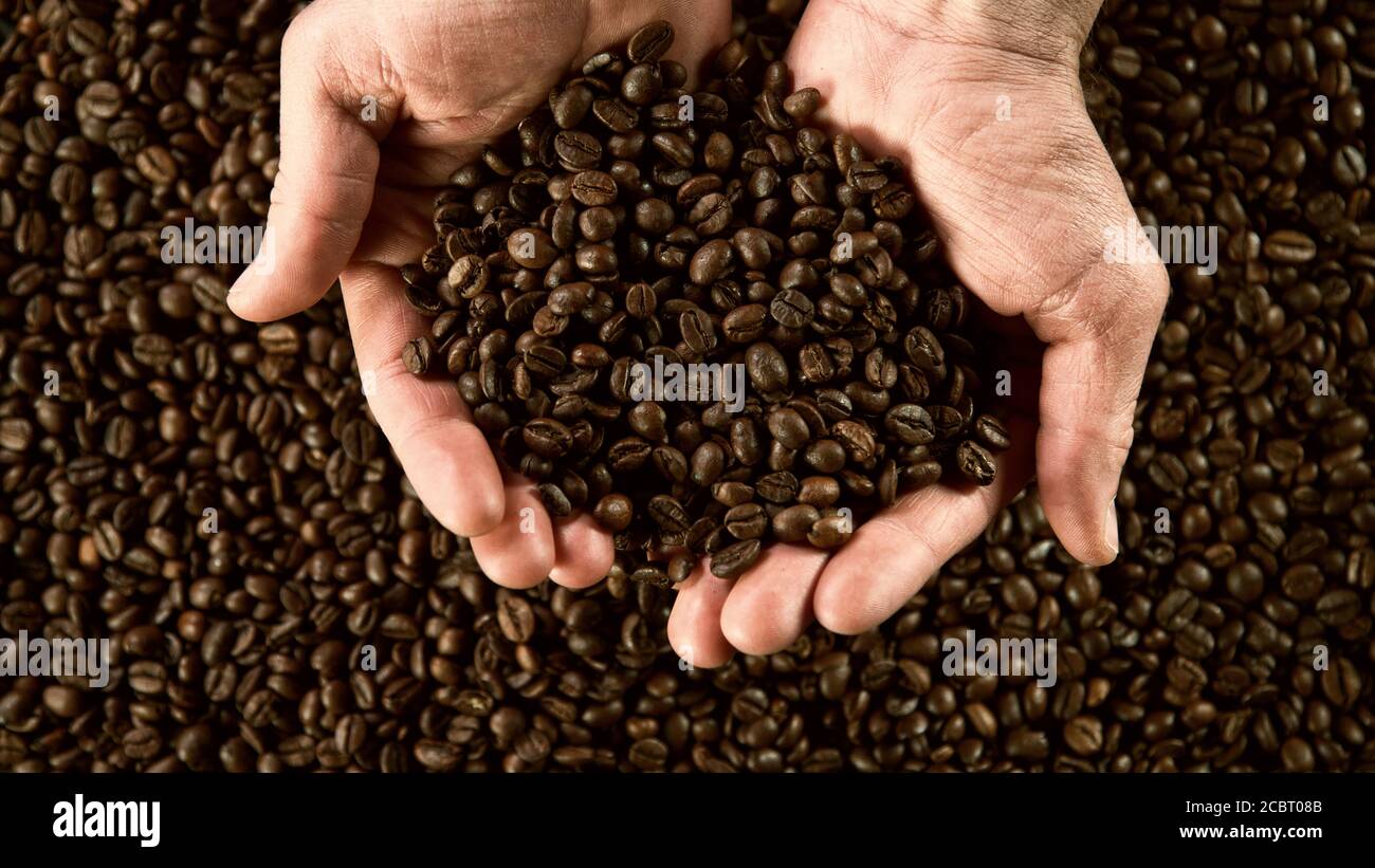 Détail des mains de l'homme tenant des grains de café. Concept de préparation des boissons au café Banque D'Images