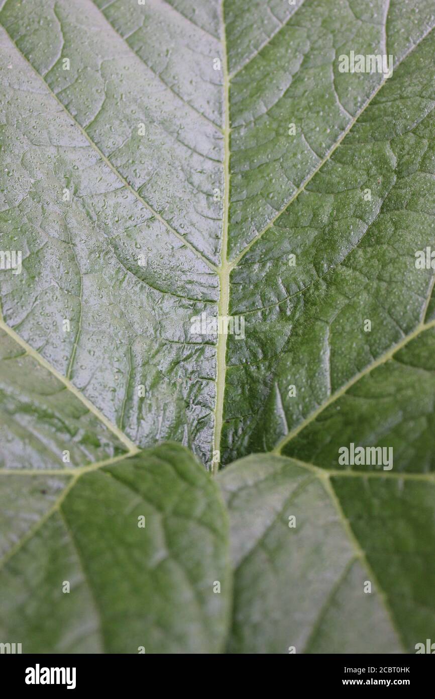 Jardin d'été urbain jardin de la plante de citrouille feuillue feuilles comme un énorme feuillage vert. Banque D'Images