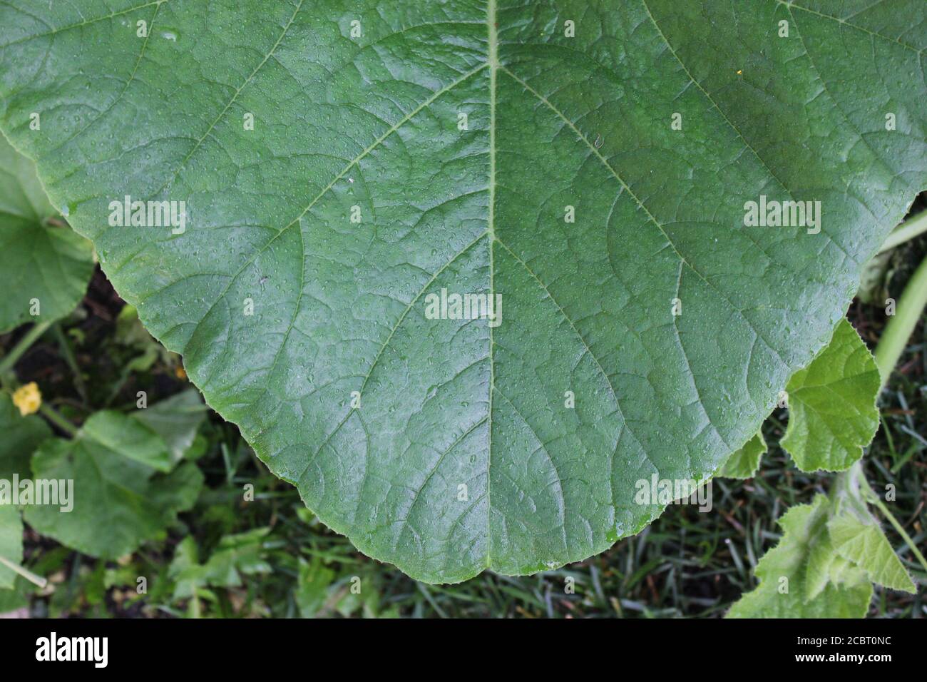 Jardin d'été urbain jardin de la plante de citrouille feuillue feuilles comme un énorme feuillage vert. Banque D'Images