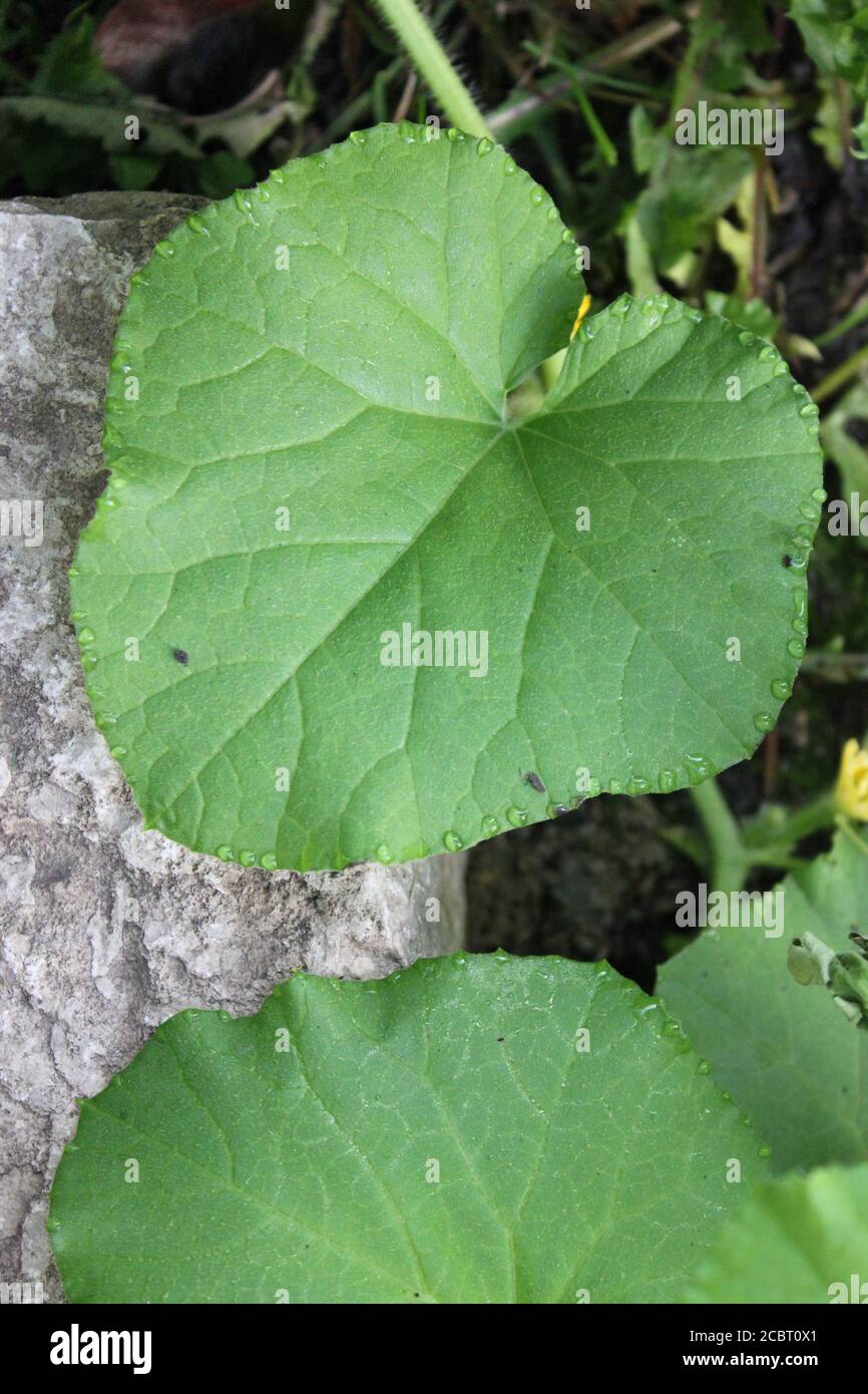 Jardin d'été urbain jardin de la plante de citrouille feuillue feuilles comme un énorme feuillage vert. Banque D'Images
