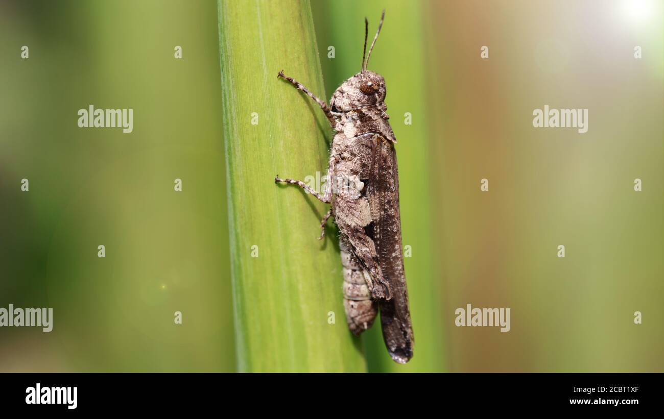 caste laid grimpant sur une lame d'herbe. photo macro de ce petit insecte avec de longues antennes et des jambes fortes pour sauter d'une feuille à une autre Banque D'Images