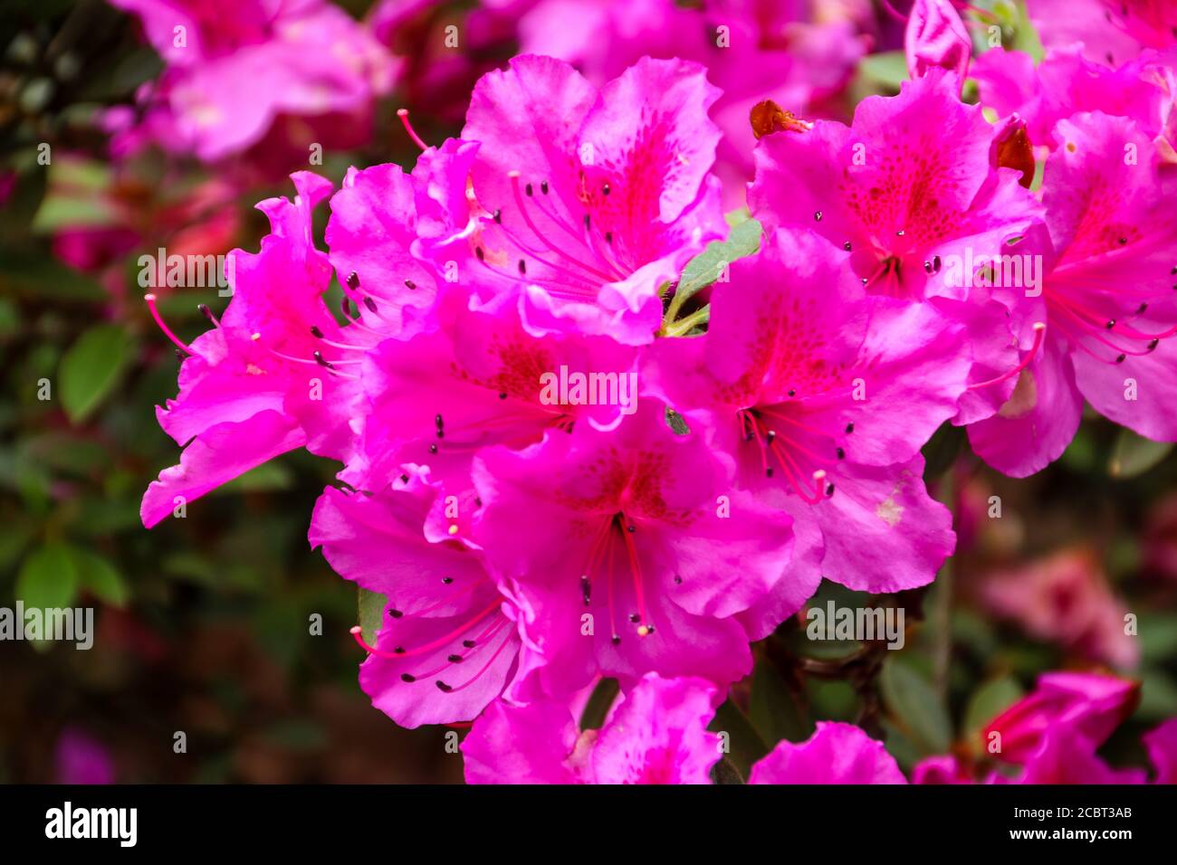 Magnifique rhododendron rose en fleurs dans le jardin Banque D'Images