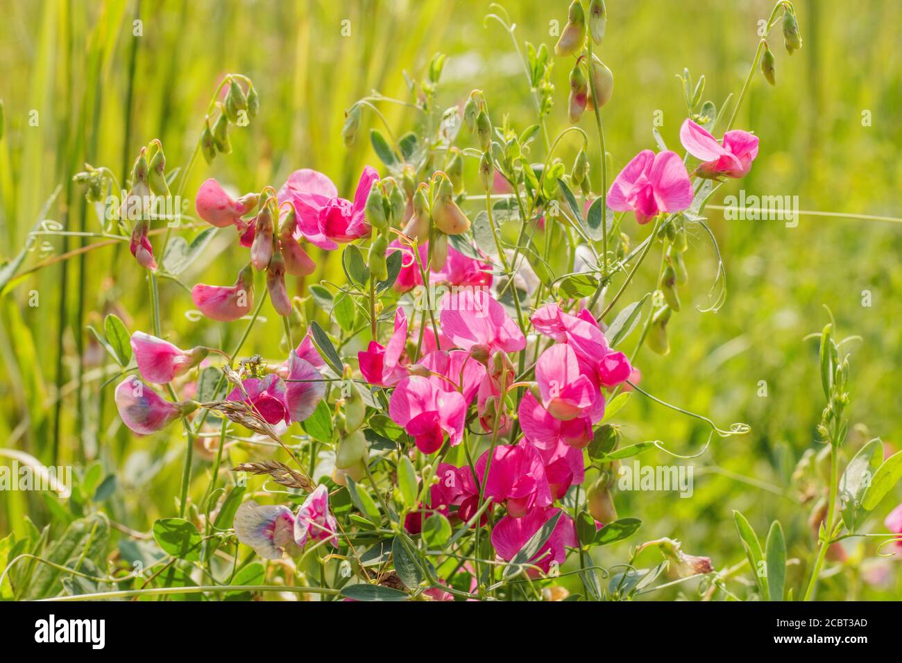 Fleurs roses et bourgeons de petits pois sauvages sur fond vert flou. Banque D'Images