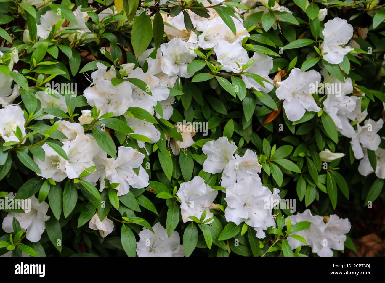 Magnifique rhododendron blanc en fleurs dans le jardin Banque D'Images