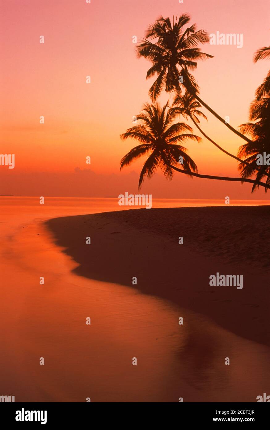 Palmiers s'étendant sur un rivage sablonneux et sur l'océan Indien L'île de Fihalhohi aux Maldives au lever du soleil Banque D'Images