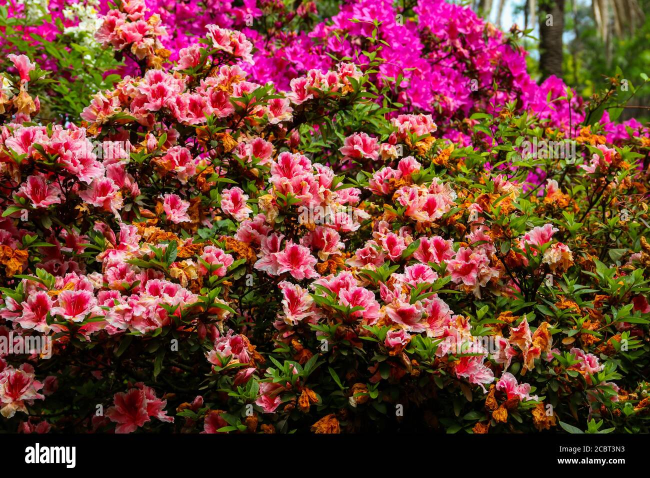 Magnifique rhododendron rose en fleurs dans le jardin Banque D'Images