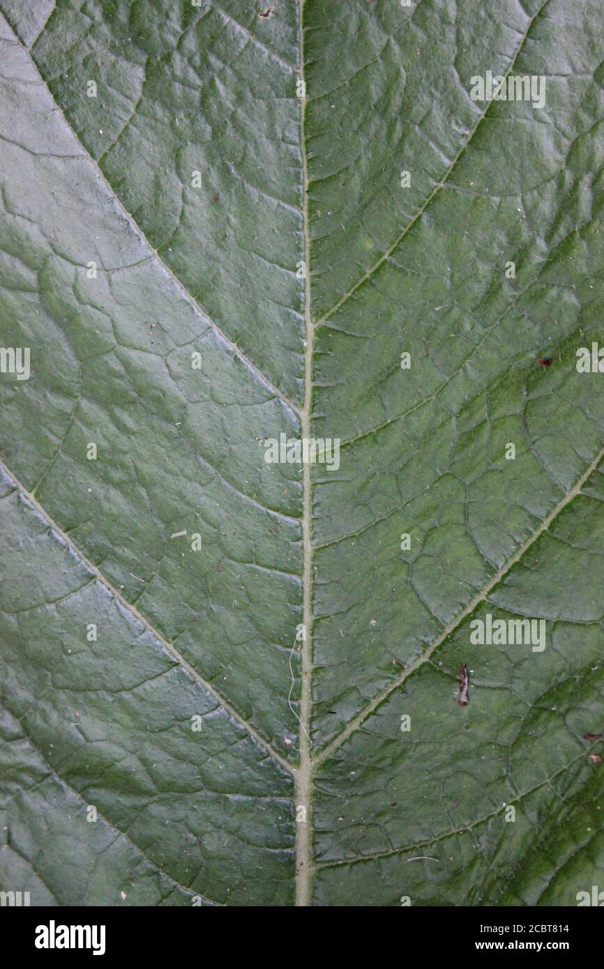 Jardin d'été urbain jardin de la plante de citrouille feuillue feuilles comme un énorme feuillage vert. Banque D'Images