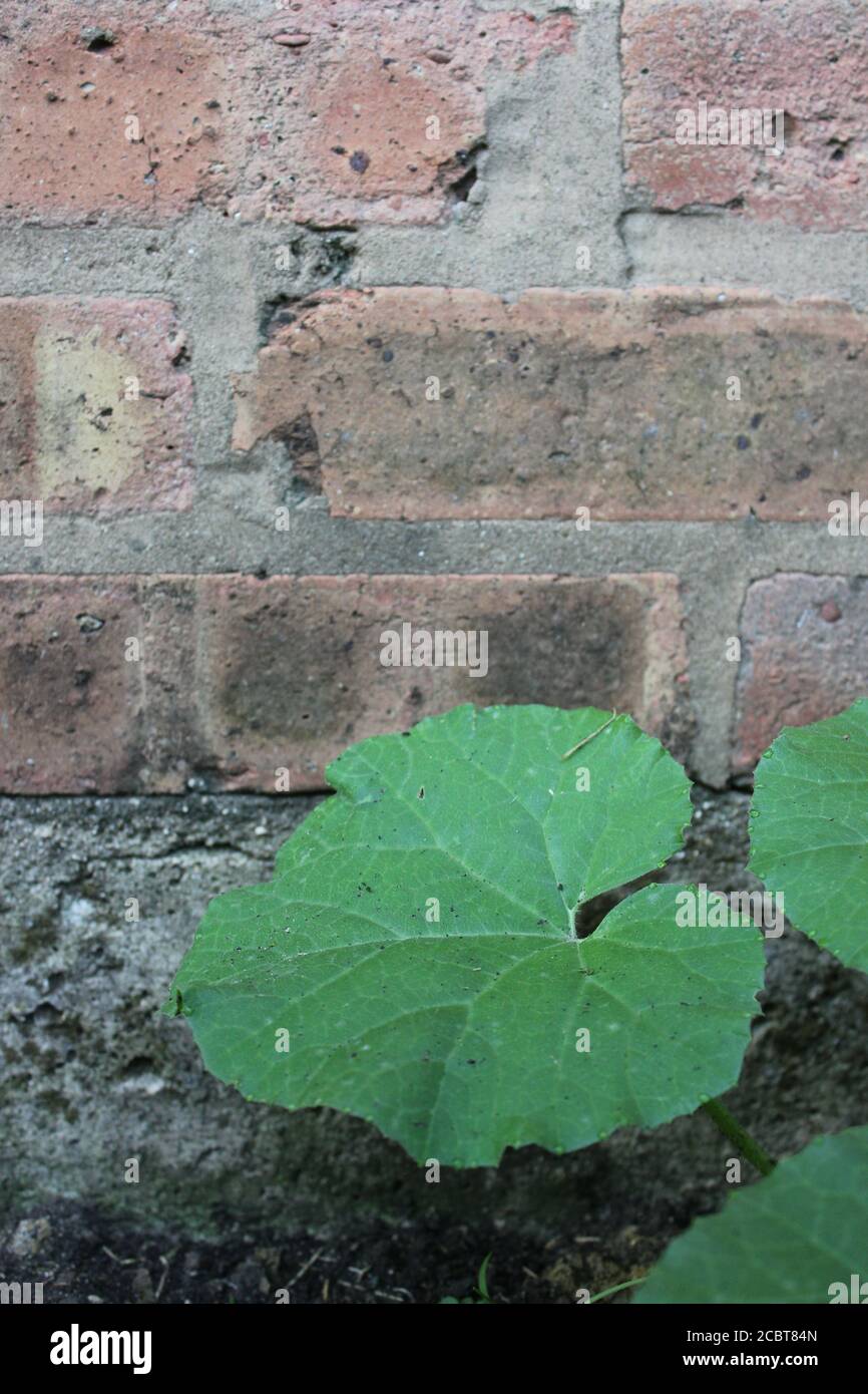 Jardin d'été urbain jardin de la plante de citrouille feuillue feuilles comme un énorme feuillage vert. Banque D'Images