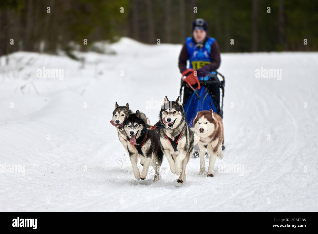 Courses de chiens de traîneau Husky. Compétition d'équipe de traîneau