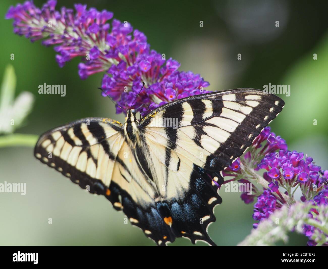Queue jaune sur douille papillon mauve Banque D'Images Queue jaune sur douille papillon mauve Banque D'Images