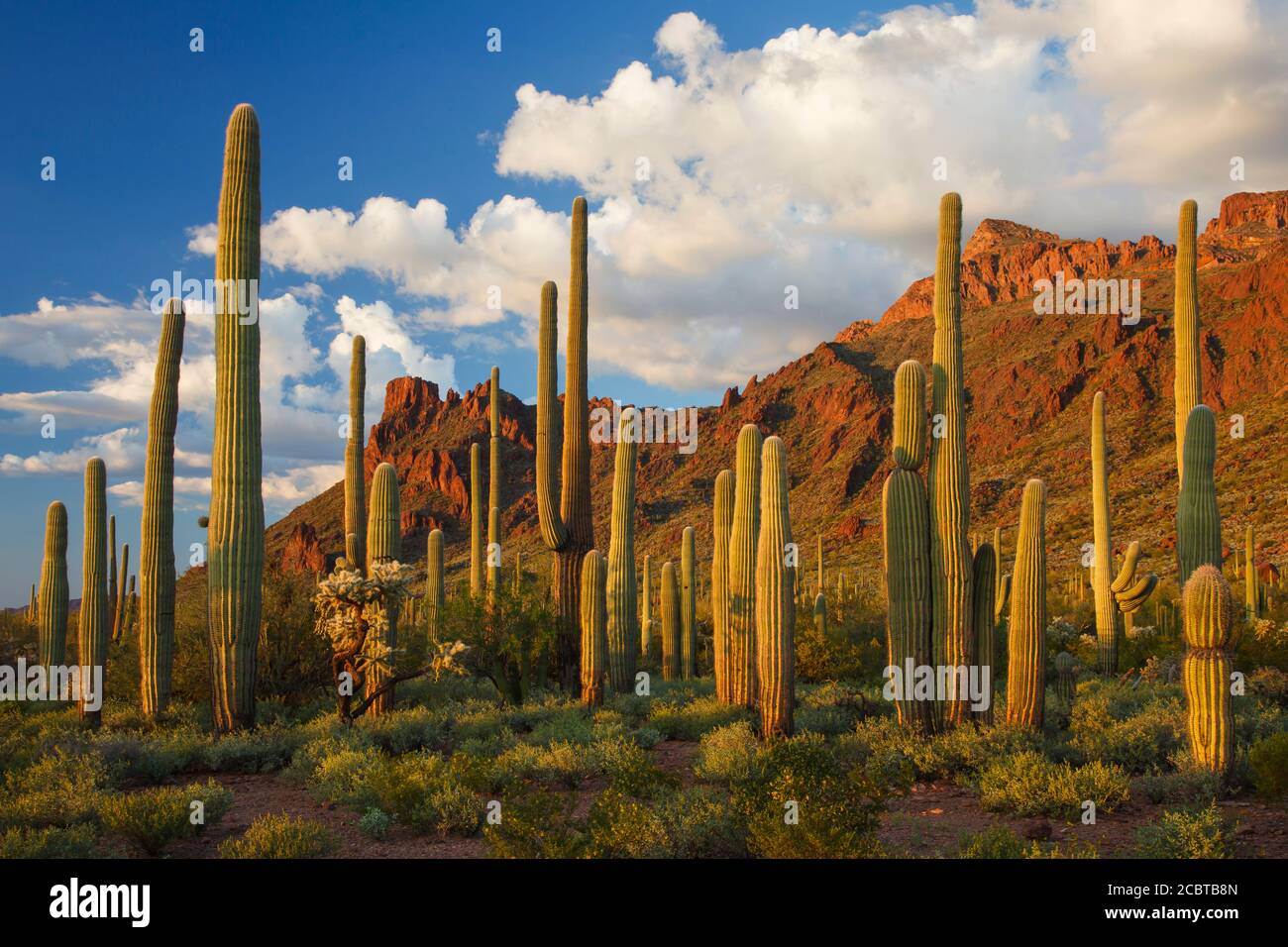 Organpipe Cactus National Monument AZ / MARS Montezumas vue de tête depuis Alamo Canyon au-delà d'un peuplement épais de cactus saguaro. Banque D'Images