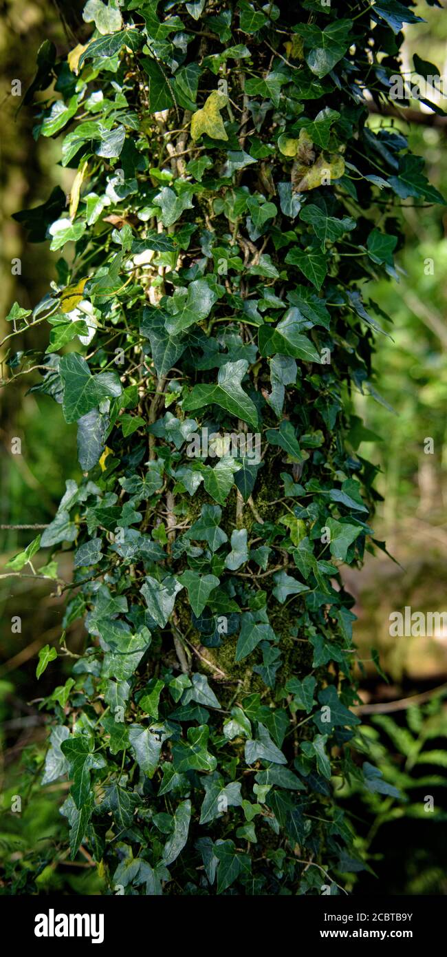 Ivy vert sur le tronc d'arbre avec lumière du soleil Banque D'Images