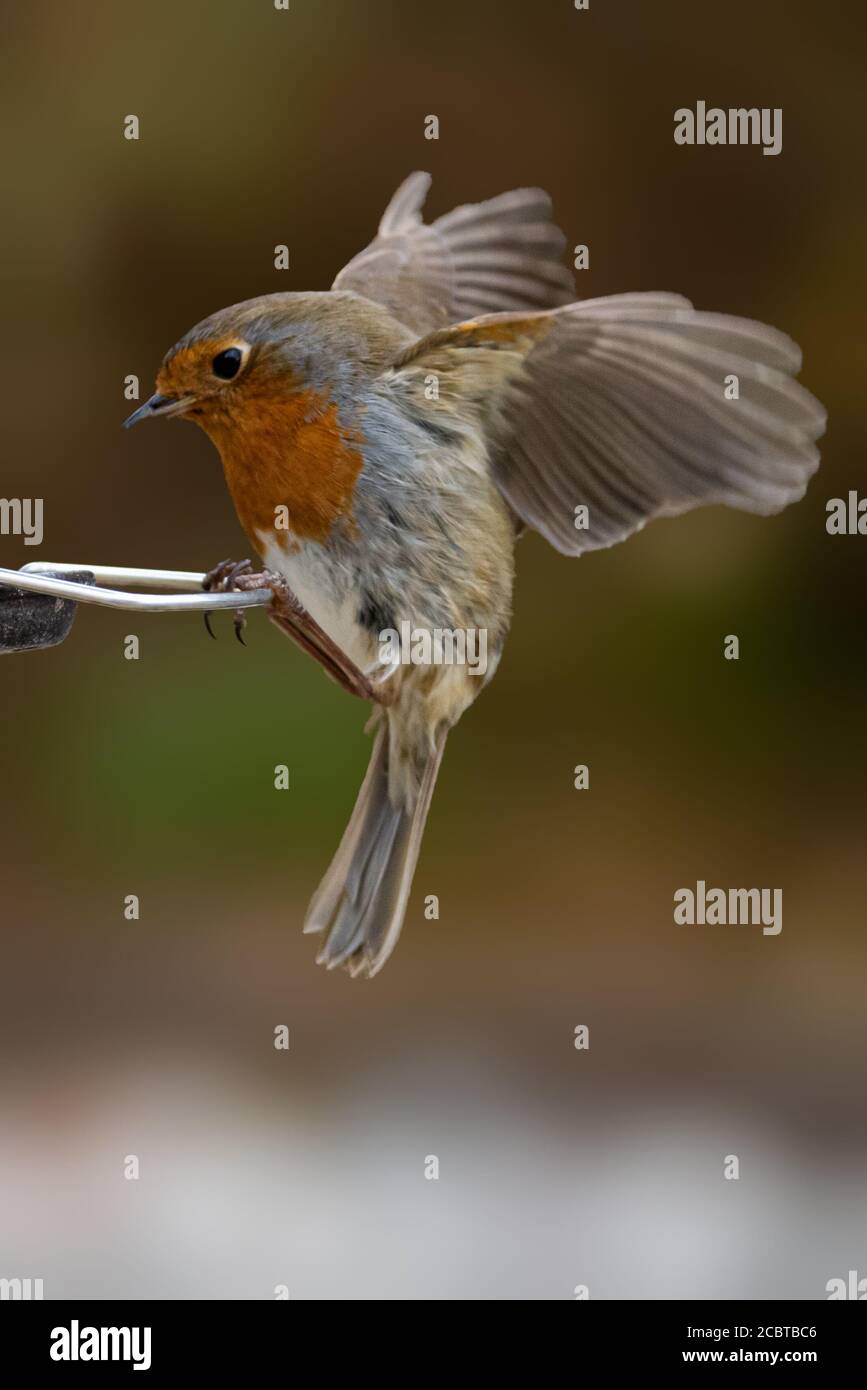 Jeune Robin Landing sur un mangeoire à oiseaux avec arrière-plan de bokeh Banque D'Images
