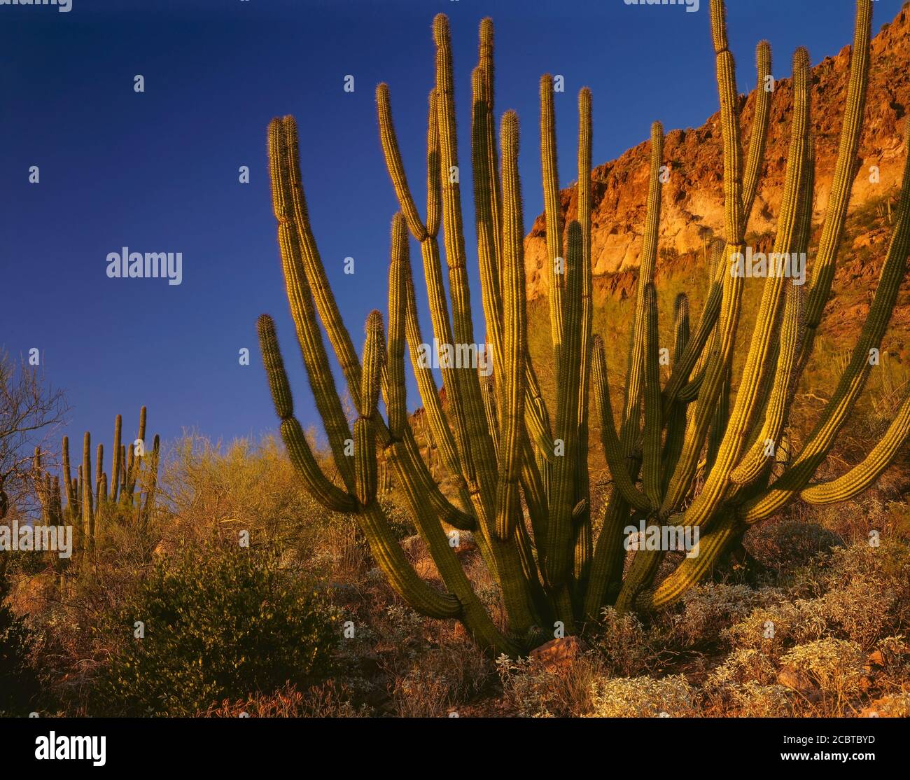 Organpipe Cactus National Monument AZ / MAR dernière lumière réchauffe un cactus Organpipe mature au-dessous d'un ciel bleu profond. Vue depuis Ajo Mountain Drive. Banque D'Images