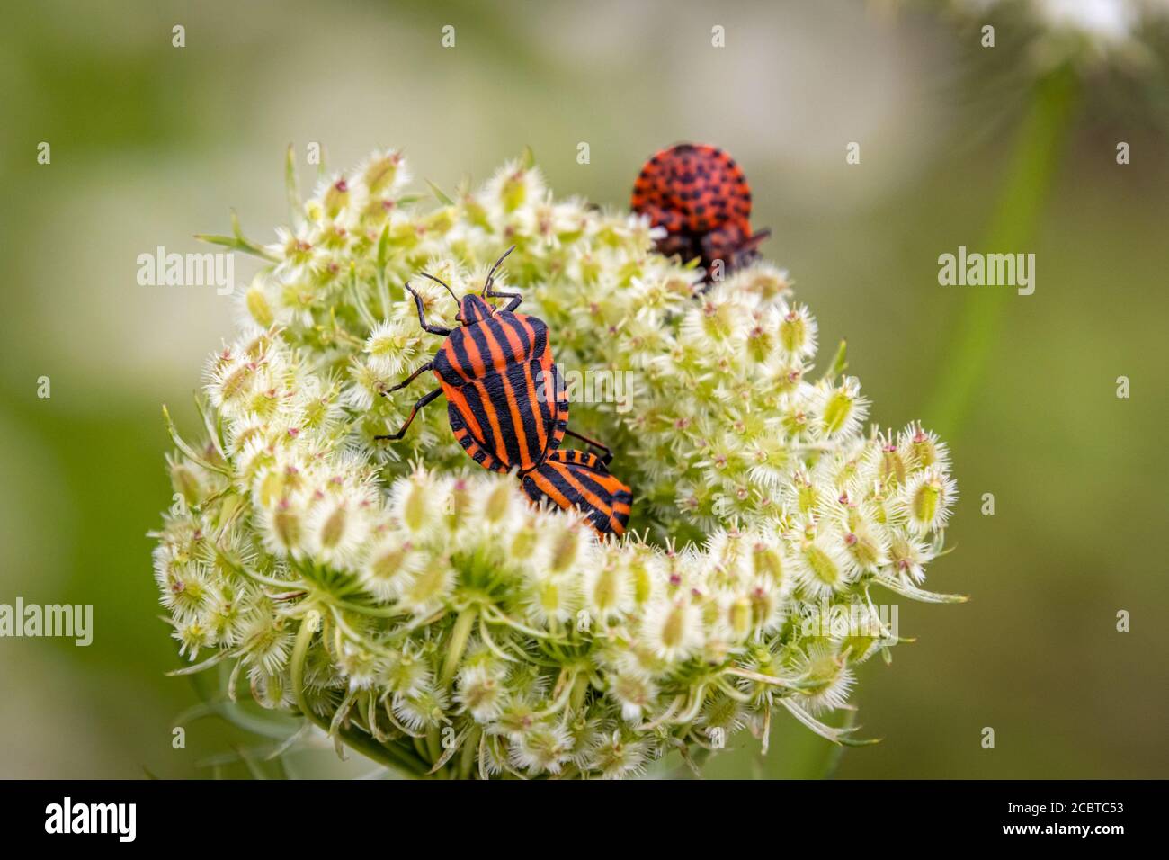 Punaises de bouclier rouge-noir (Graphosoma lineatum) dans une fleur blanche Banque D'Images