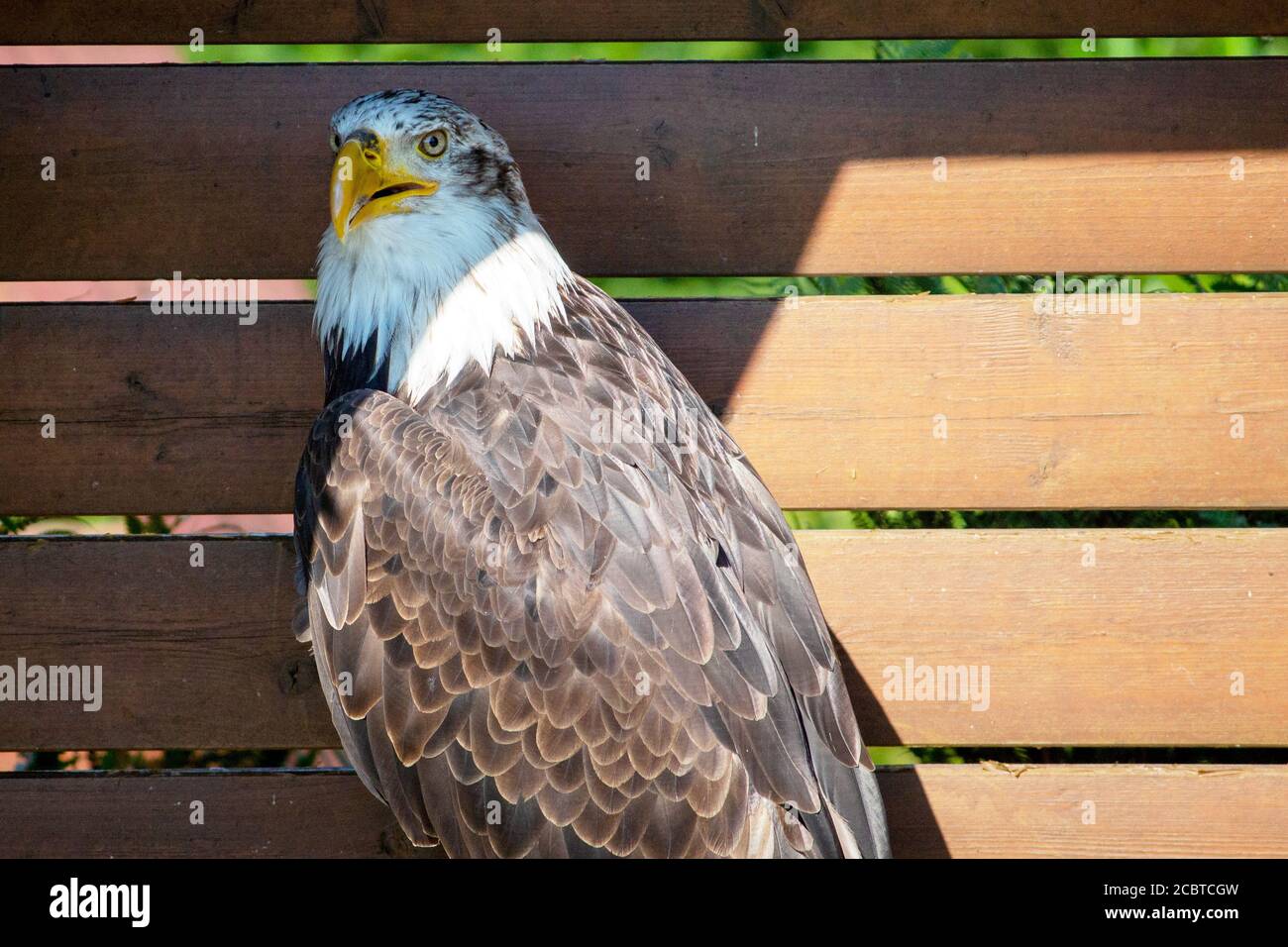 Portrait d'un aigle royal, parfois appelé l'aigle américain, l'oiseau national et l'animal national des États-Unis Banque D'Images