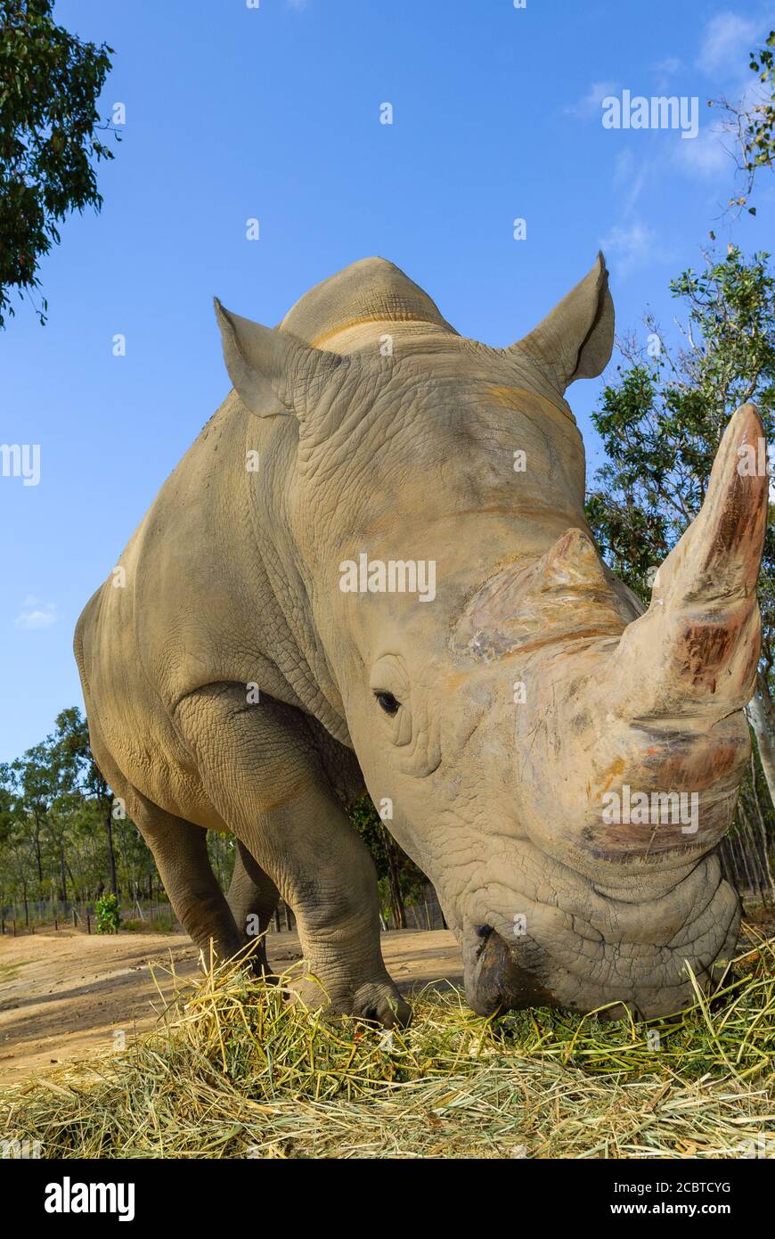 Des rhinocéros blancs mâles à lèvres carrées se nourrissent avec joie dans une grande enclos de réserve de plaine ouverte à l'extérieur de Cairns, à l'extrême nord du Queensland, en Australie. Banque D'Images
