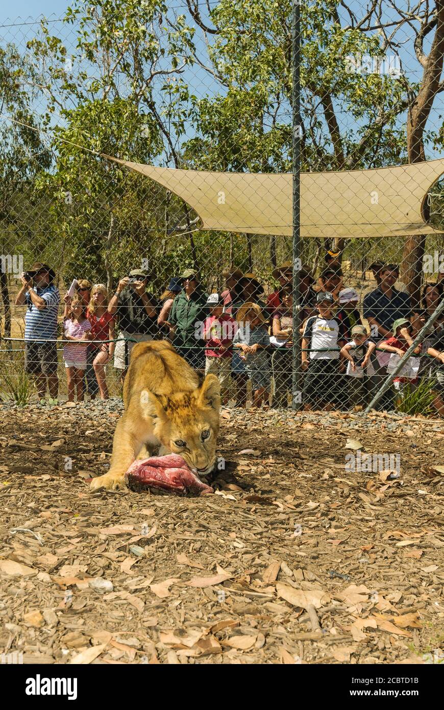 Vue rapprochée d'un seul lion-cub qui garde jalousement son repas tandis que les clients regardent derrière la clôture de Cairns, Queensland. Banque D'Images