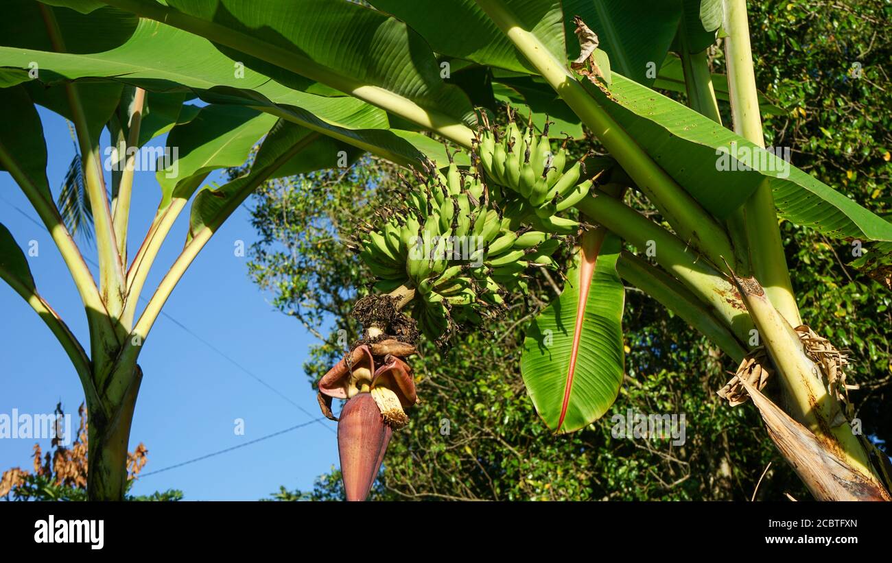 Gros plan d'un arbre de banane à fruits Banque D'Images