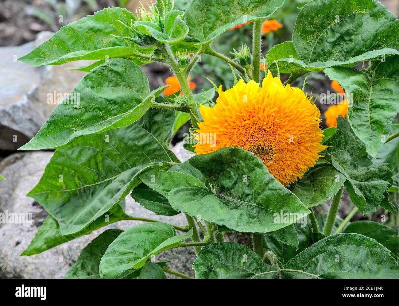 Tournesol décoratif jaune vif avec feuilles en gros plan dans le jardin. Fleur décorative sur fond de pierre floue. Terry tournesol sur fleur Banque D'Images